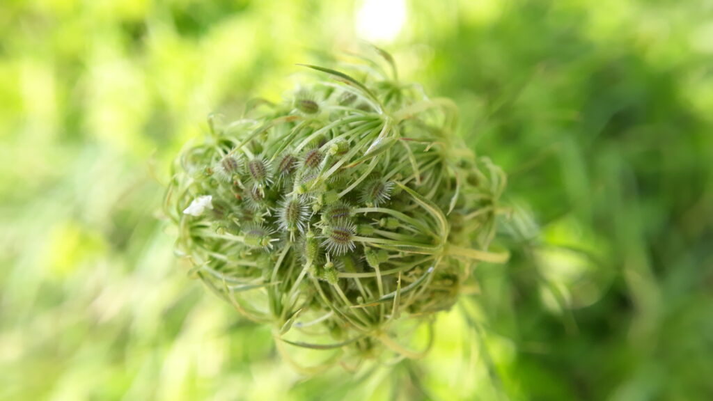 Blüte