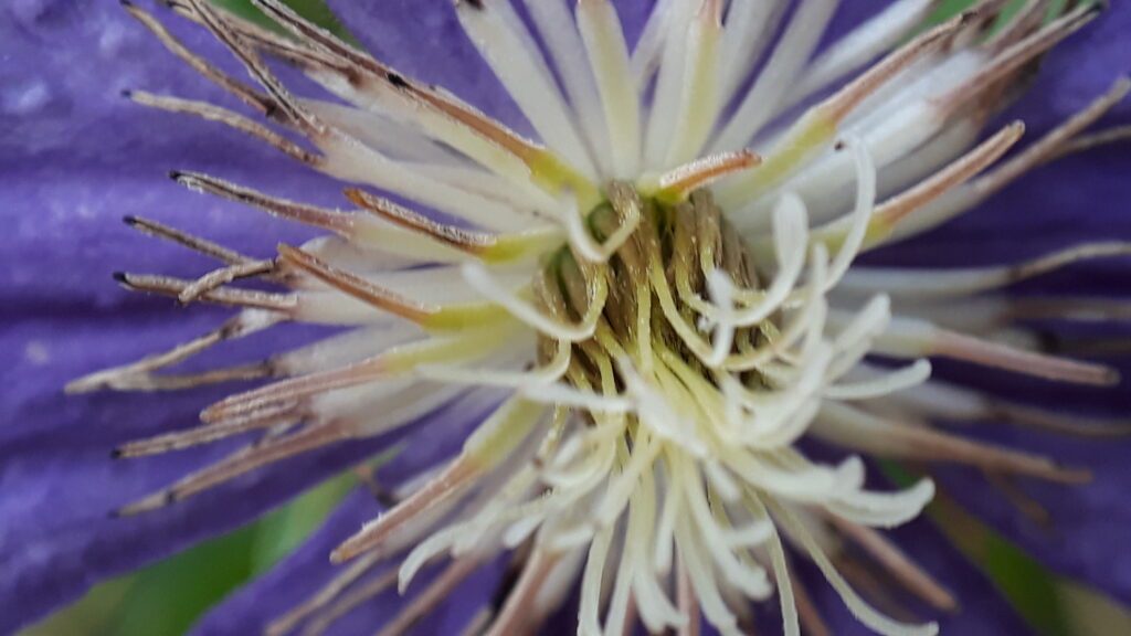 Clematis