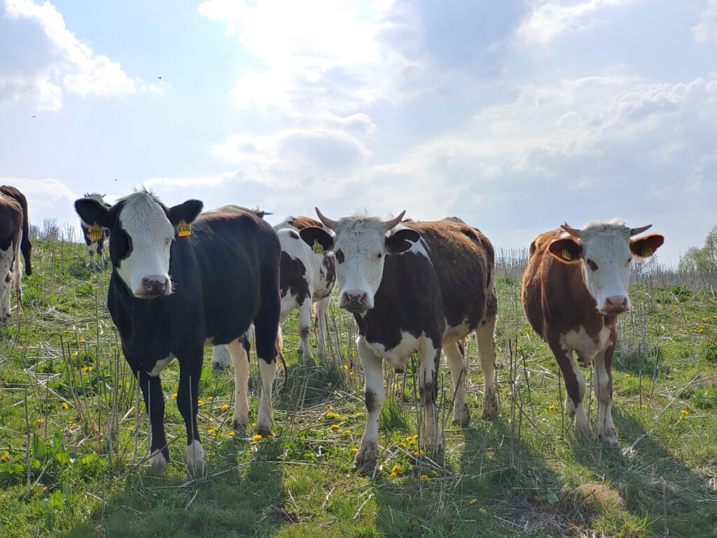 Rinder auf Weide