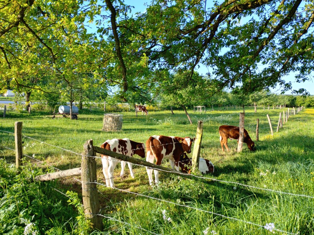 Kaelber auf Weide Kaelber auf Weide