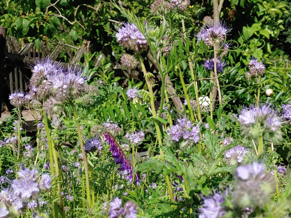 Bienenweide Bienenweide