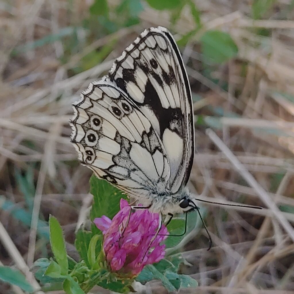 Schachbrettfalter Schachbrettfalter