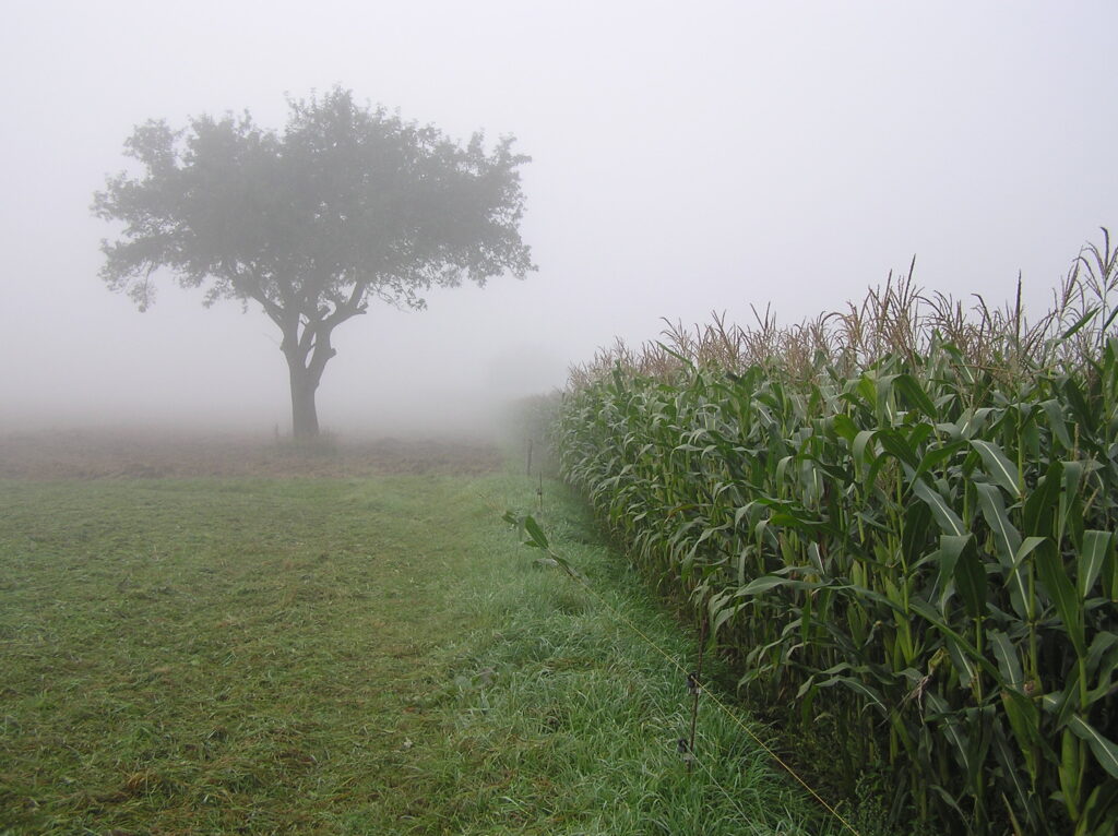 Mais _Baum_Nebel Mais _Baum_Nebel