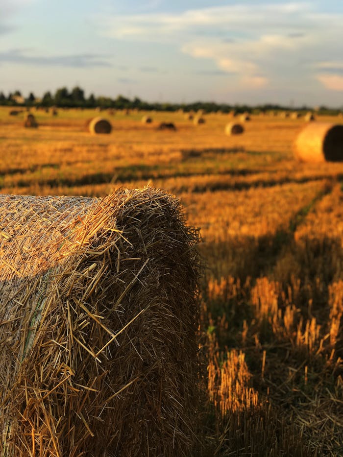 pexels photo 13179380 Scenic view of golden hay bales under a sunset sky in rural Ukraine. Perfect for nature and countryside themes.