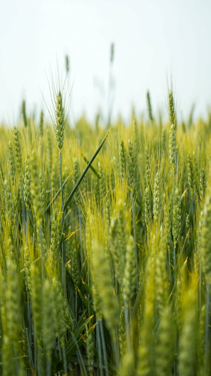 about-04 Vibrant close-up of wheat in a vast field in Musestre, Italy, showcasing agricultural beauty.