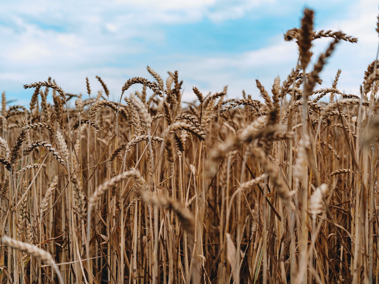 Mastering the First Impression: Your intriguing post title goes here A serene view of a ripe wheat field under a clear blue sky, symbolizing harvest season.