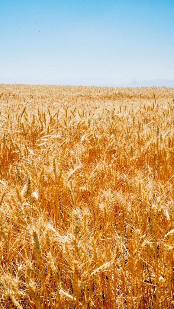 pexels photo 33305269 Vast golden wheat field in Niğde, Türkiye under a bright blue sky, showcasing a rich agricultural landscape.