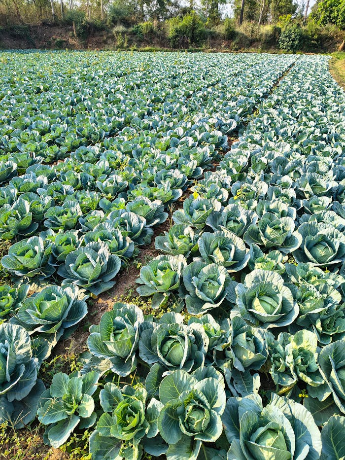 The Art of Drawing Readers In: Your attractive post title goes here A vast field of green cabbage in Bilaspur, India under natural daylight.