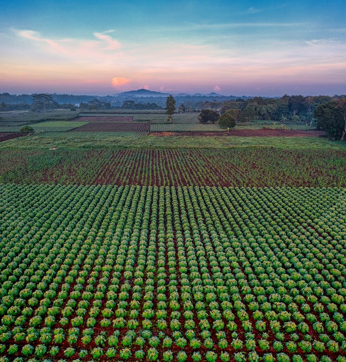 about-02 Lush cassava fields in Banten, Indonesia captured in a stunning aerial view at sunset.