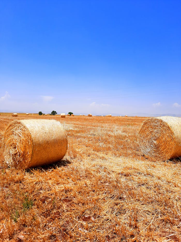 about-03 Vibrant countryside scene of hay bales in a sunlit field under a clear blue sky.