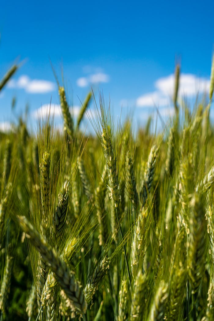 Crafting Captivating Headlines: Your awesome post title goes here Close-up of a lush green wheat field swaying in the breeze under a bright blue sky, captured in vibrant detail.