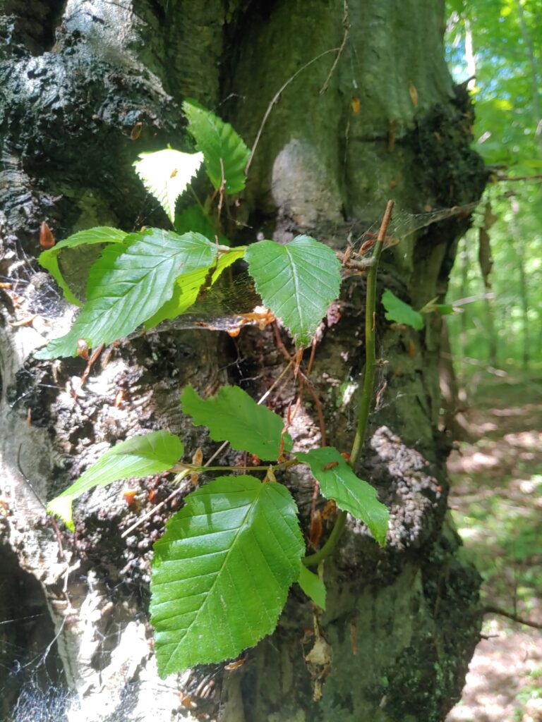 Hainbuchenblaetter